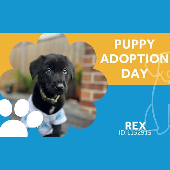 Photo of Rex