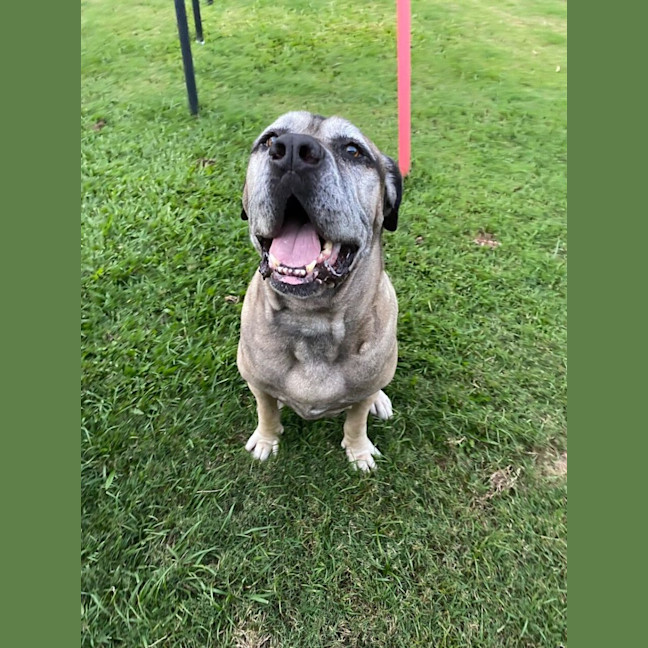 Photo of Bogie *$150 Adoption Fee*