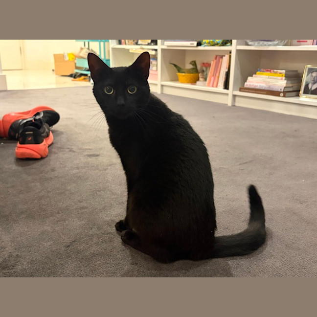 Photo of Clementine   In Foster Care In Fitzroy North