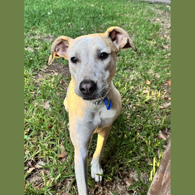 Photo of Pedro *$350 Adoption Fee*