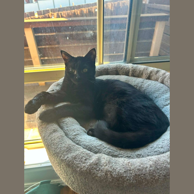 Photo of Ginnette *9 Lives Project Rescue*