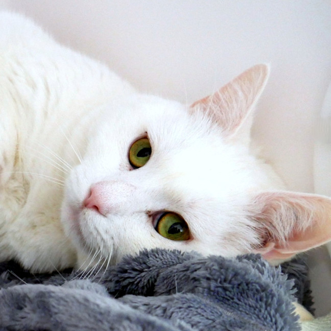 Photo of Marshmallow Rsta012950