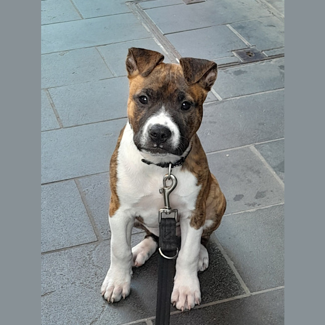 Photo of Angel (64229)