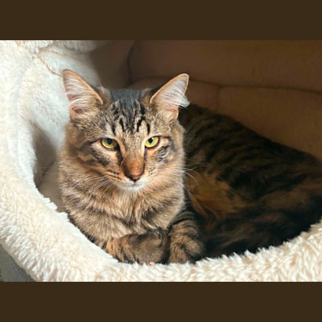 Photo of Heather *9 Lives Project Rescue*
