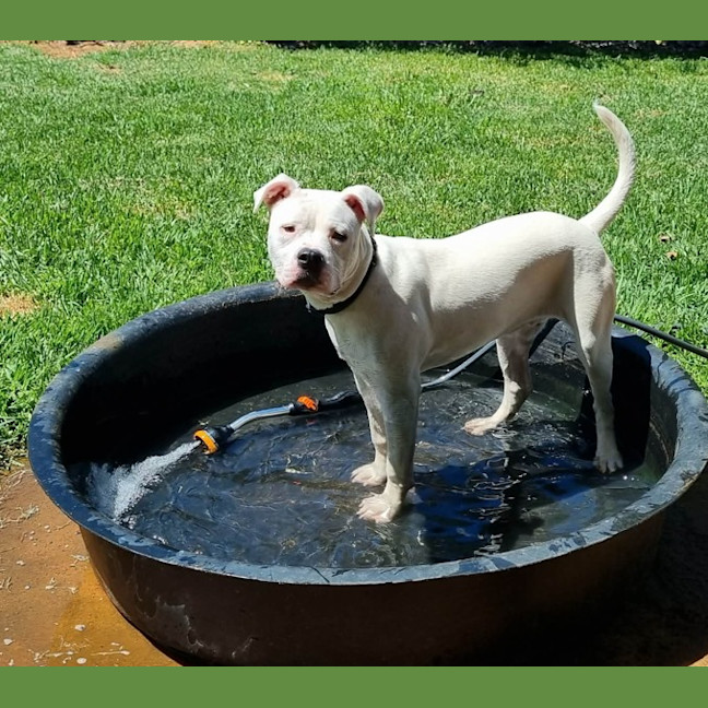Photo of Crème Brulee