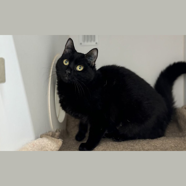 Photo of Blueberry