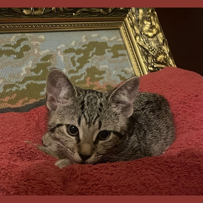 Photo of Willow *9 Lives Project Rescue*