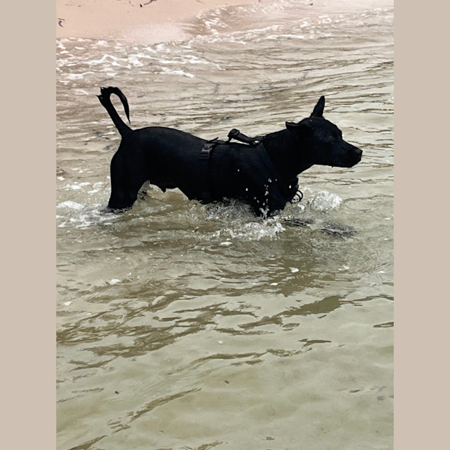 Photo of Remy   2 Year Old Staffy X Kelpie