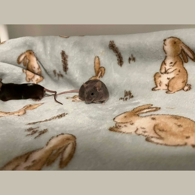 Photo of Toast & Cereal