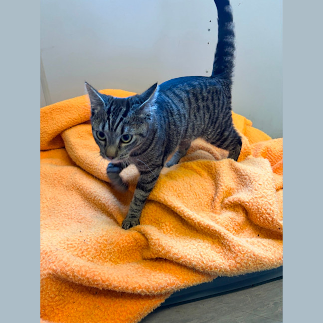 Photo of Tango