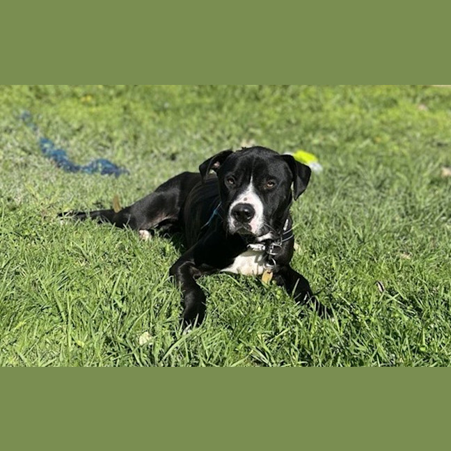 Photo of Draco