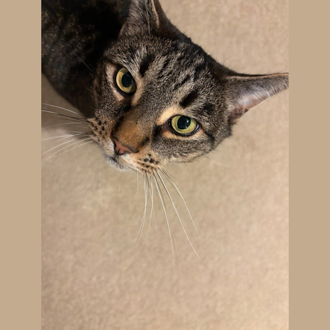 Photo of Patch