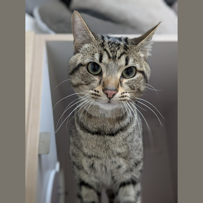 Photo of 🧃 Archibald 6433 🧃