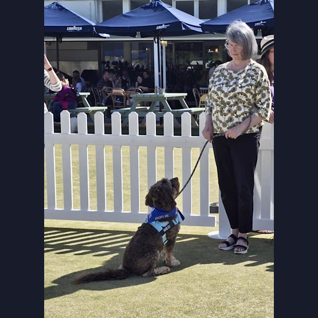 Photo of Ned   4 Year Old Labradoodle X Spoodle (Trial)