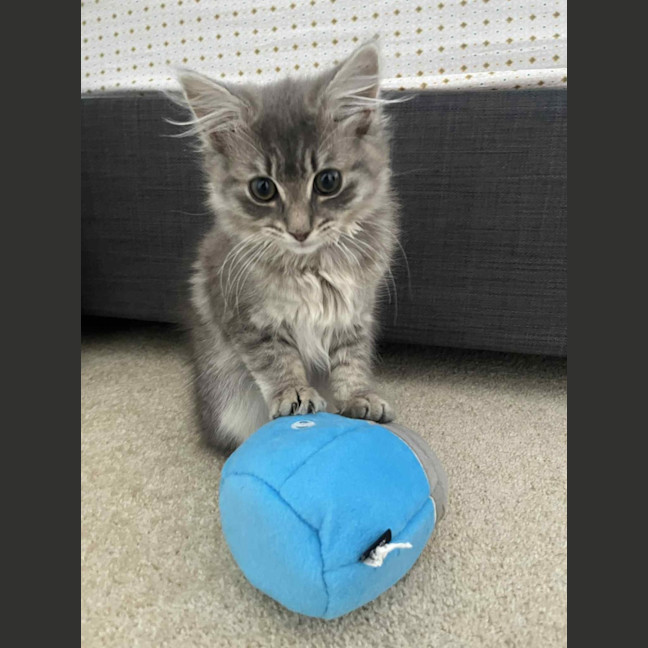 Photo of Cleo (Cleopatra)   In Foster Care In Doncaster 