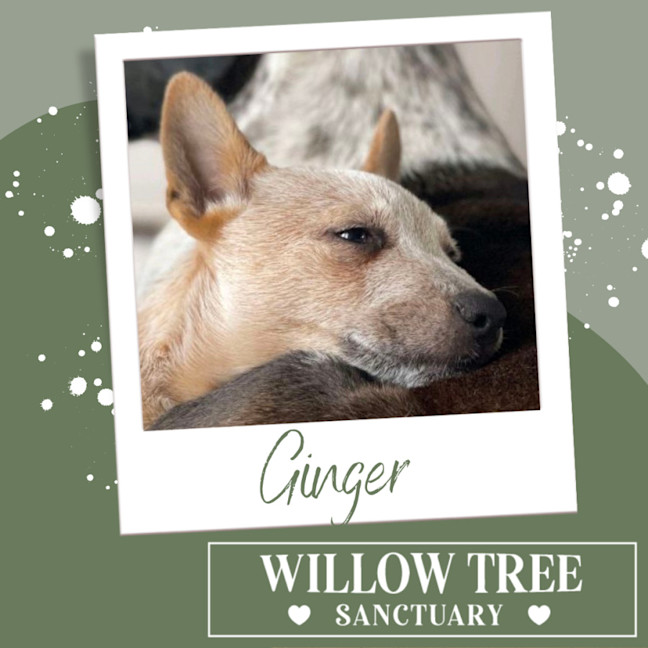 Photo of Ginger