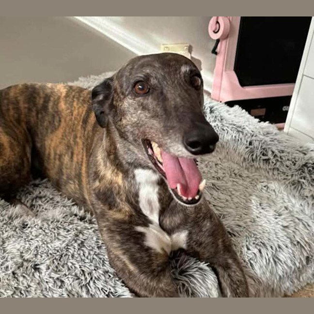 Photo of Tomi, The Greyhound