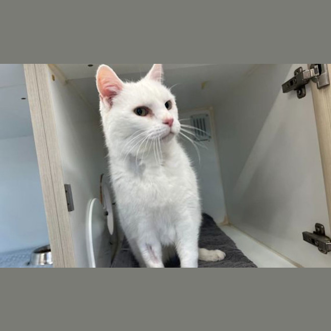 Photo of Pablo