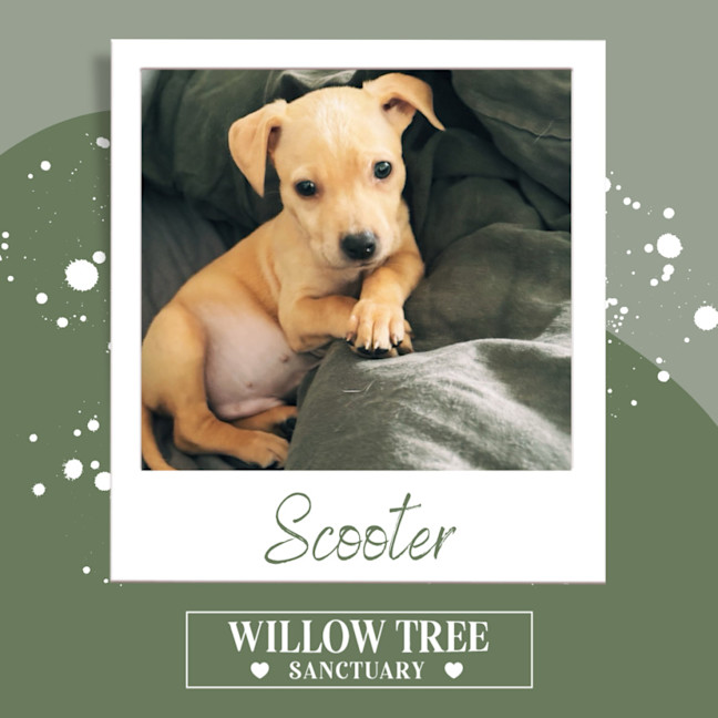 Photo of Scooter