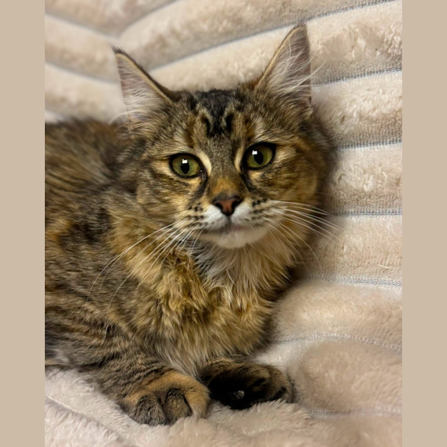 Photo of Puma