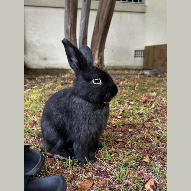 Photo of Dopey   Meet Me @ Petstock Engadine