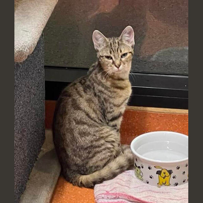 Photo of Miso