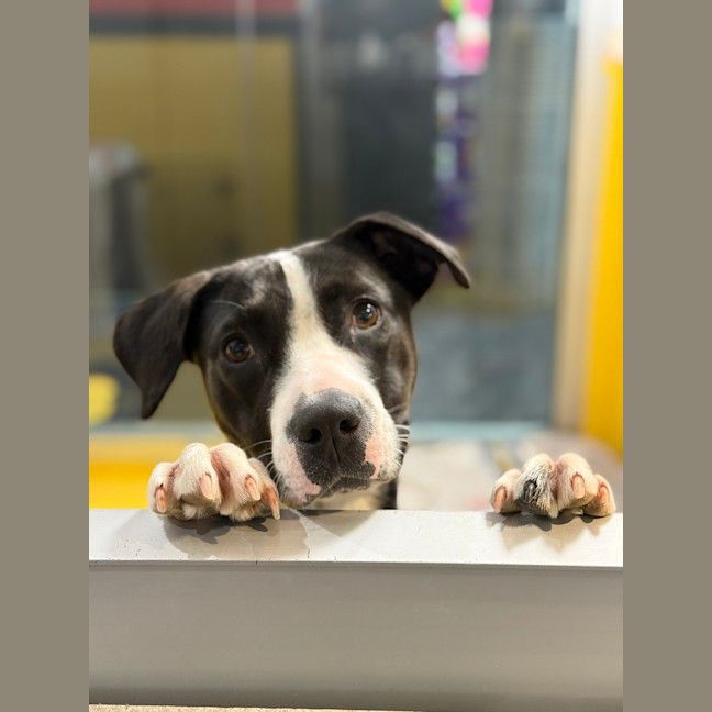 Photo of Stella