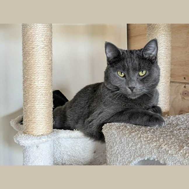 Photo of Arlo *9 Lives Project Rescue*