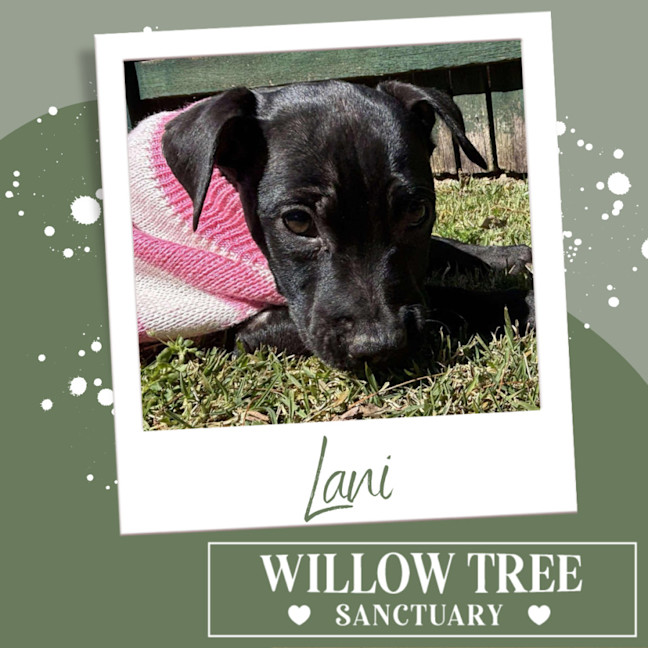 Photo of Lani