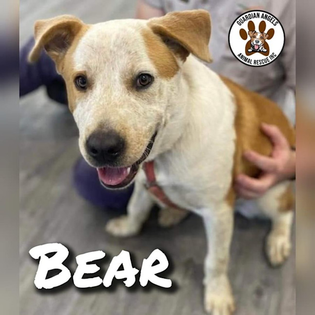 Photo of Bear