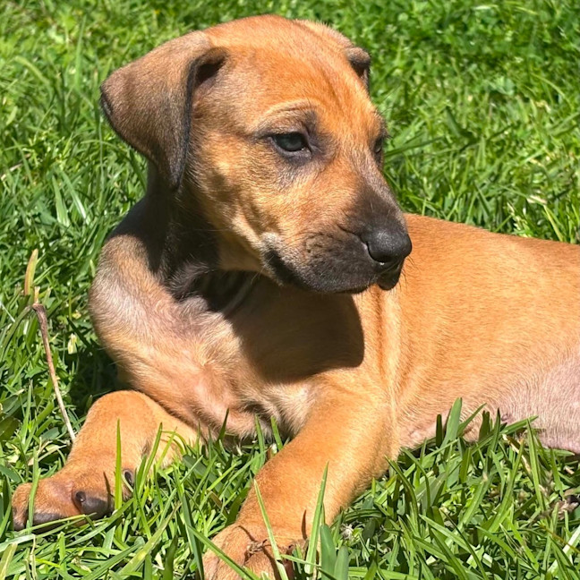 Photo of Kobi