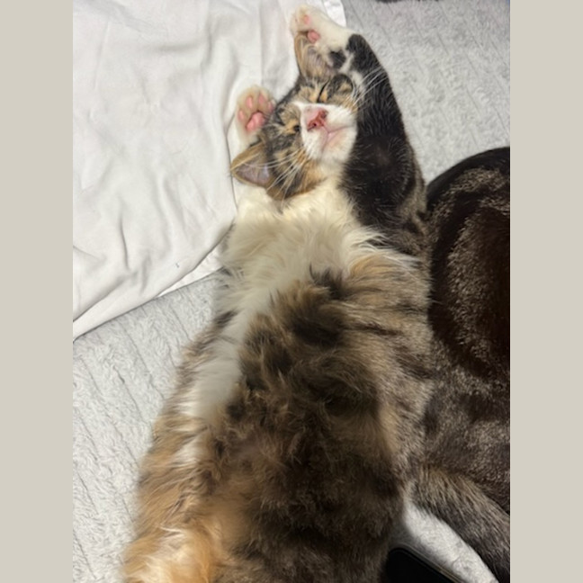Photo of Chucky *9 Lives Project Rescue*