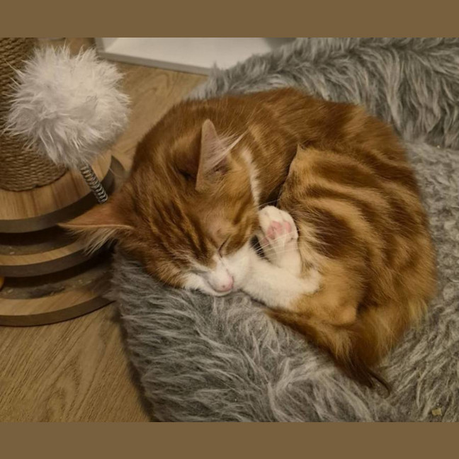 Photo of Maxwell