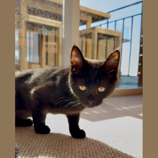 Photo of Junie 
