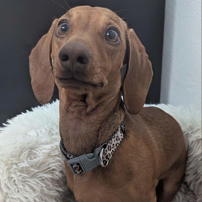 Photo of Lily Rose
