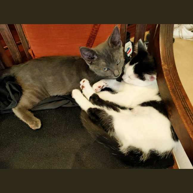 Photo of Shadow And Domino