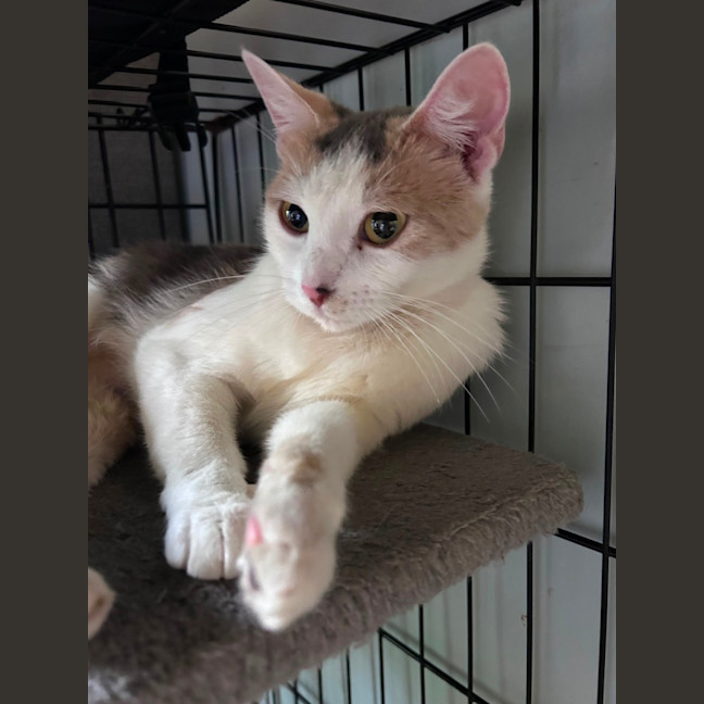 Photo of Xena ⚔️ 