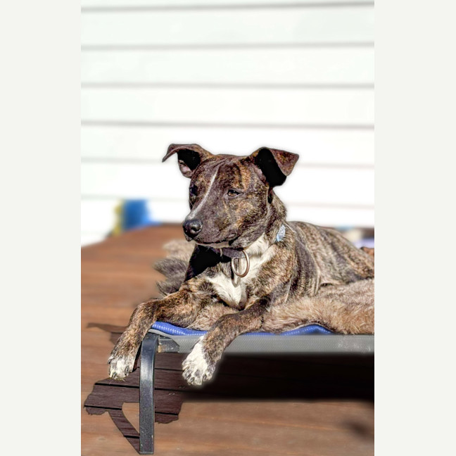 Photo of Rummy