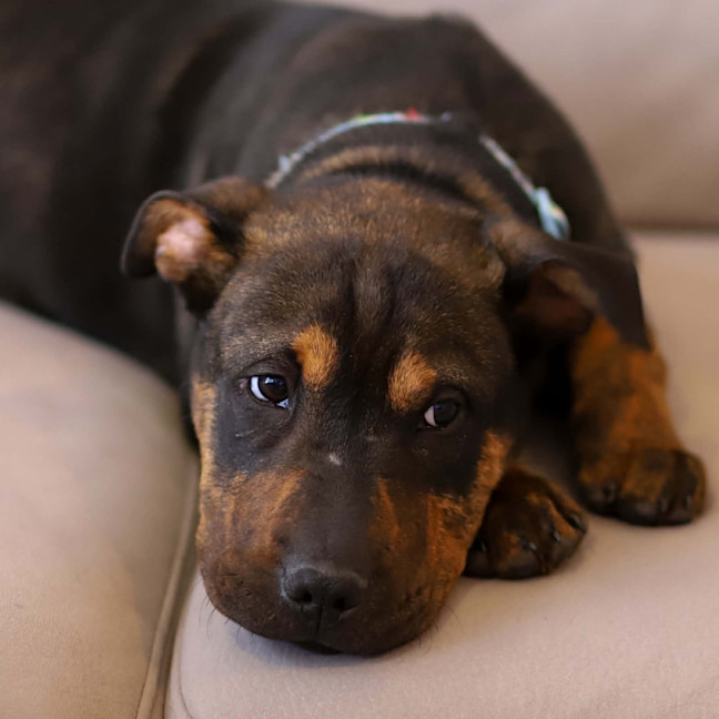 Photo of Bennie