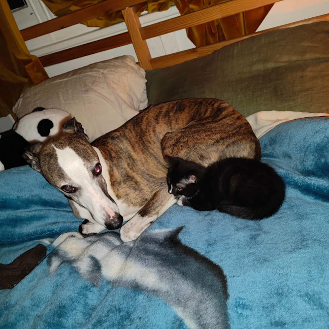 Photo of Bernie & Stripey