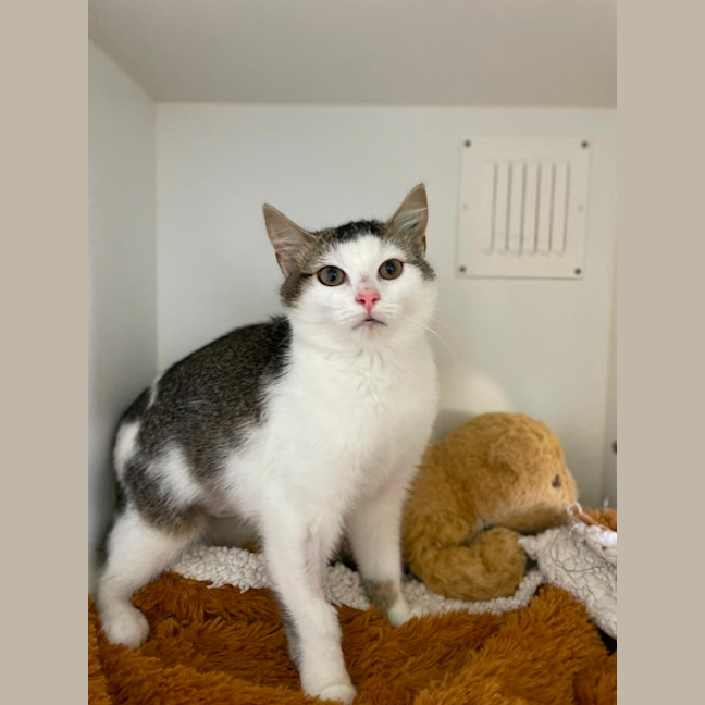 Photo of 🎠 Niffler 5926 🎠