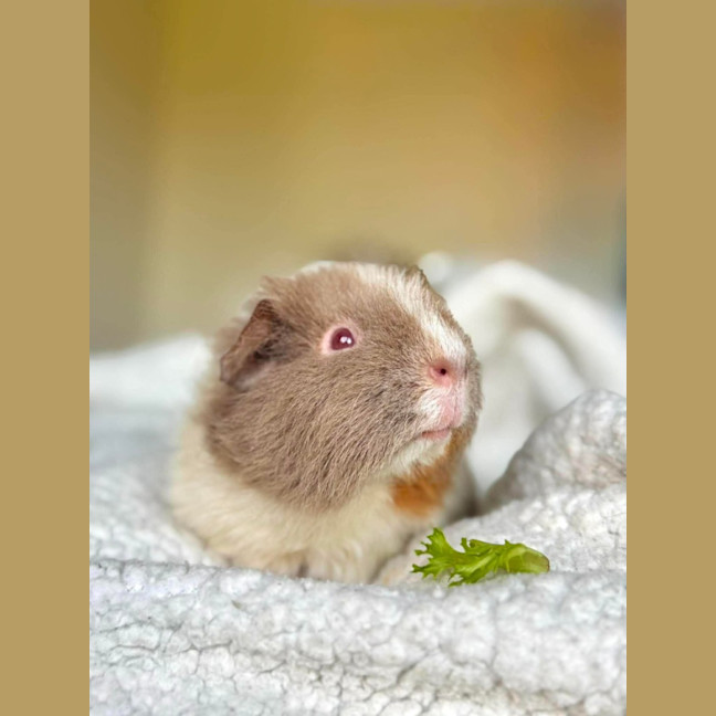 Photo of Milo