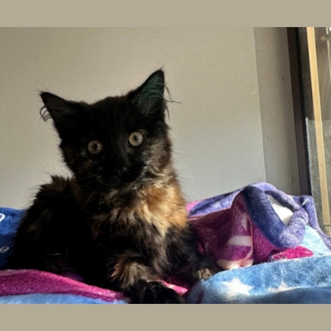 Photo of Brownie