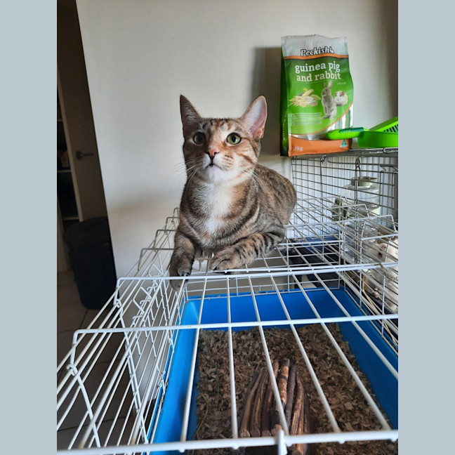 Photo of Mitsuri
