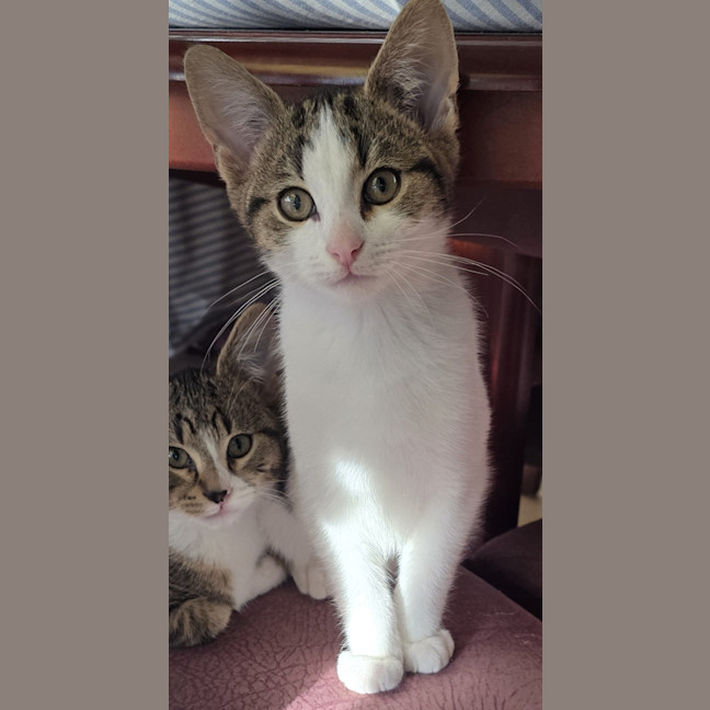 Photo of Leo Meet Me At Petstock Carrum Downs Store 