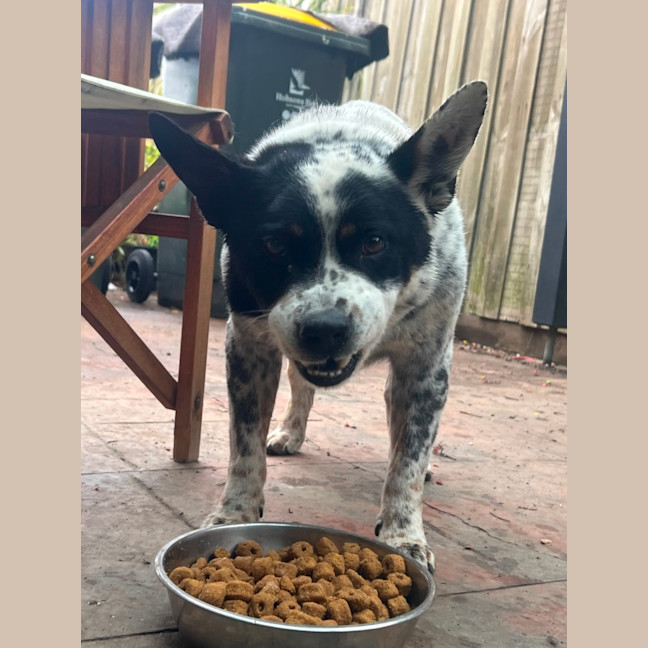 Photo of Bandit