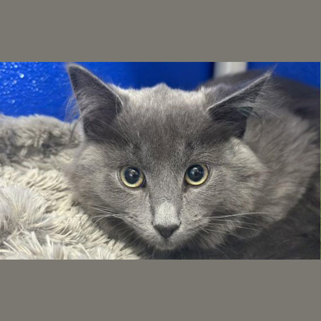 Photo of Phoenix