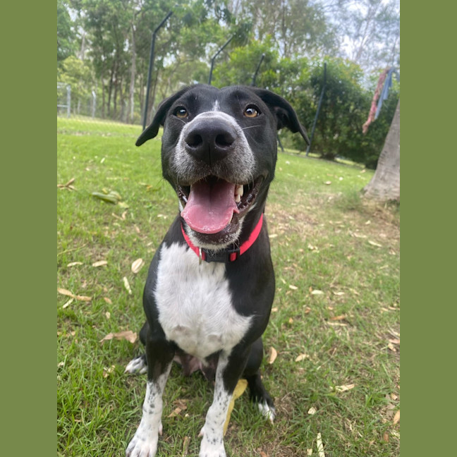 Photo of Oreo