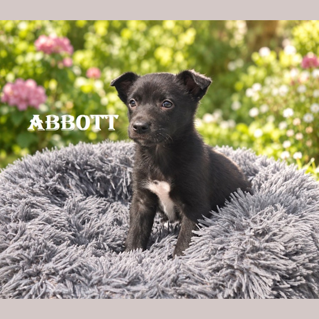 Photo of Abbott