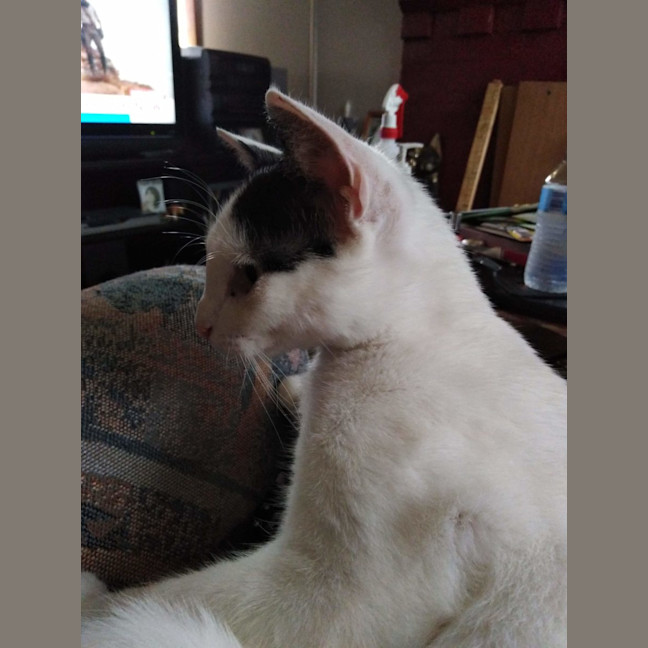 Photo of Lucky